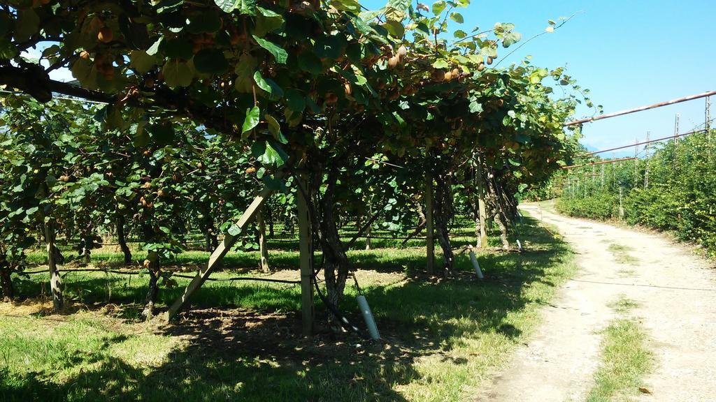 Agriturismo B&B Corte Tonolli Valeggio sul Mincio Zewnętrze zdjęcie
