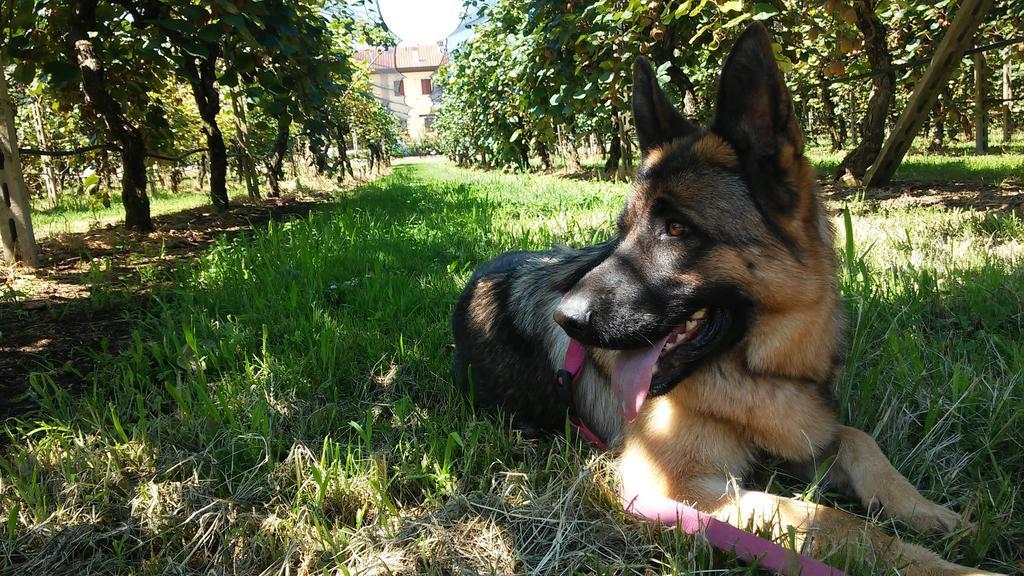 Agriturismo B&B Corte Tonolli Valeggio sul Mincio Zewnętrze zdjęcie